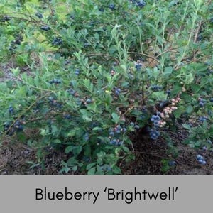 May include: A blueberry bush with ripe blue berries growing on the branches. The bush is green and leafy. The text "Blueberry 'Brightwell'" is written below the image.