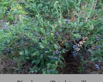 Brightwell Blueberry Bush – 1 Gallon Live Plant – Rabbiteye Blueberry – Edible Landscape Shrub – Cold Hardy Fruit Plant