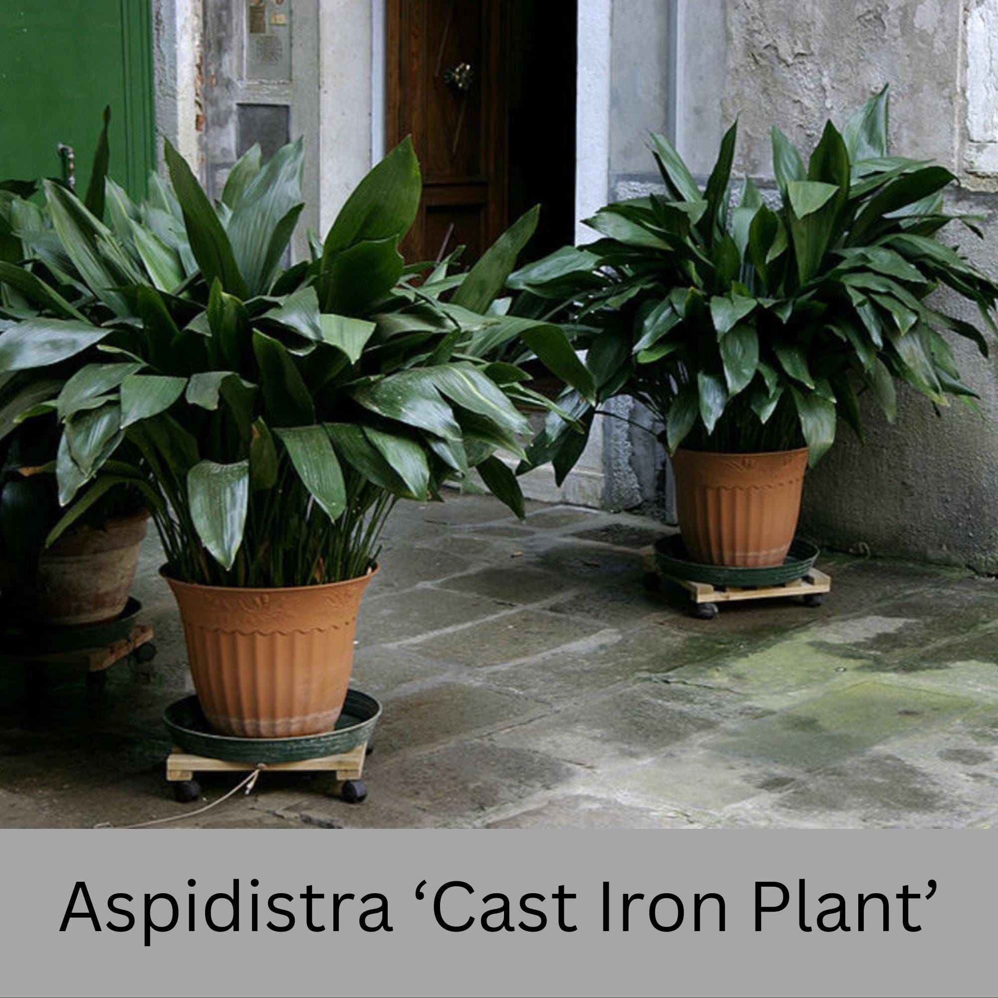 Cast Iron Plant | 1 and 3 Gallon Size | Aspidistra Elatior | House Plant |  Easy to Grow Shade Perennial | Evergreen | Container Garden Gifts - Etsy