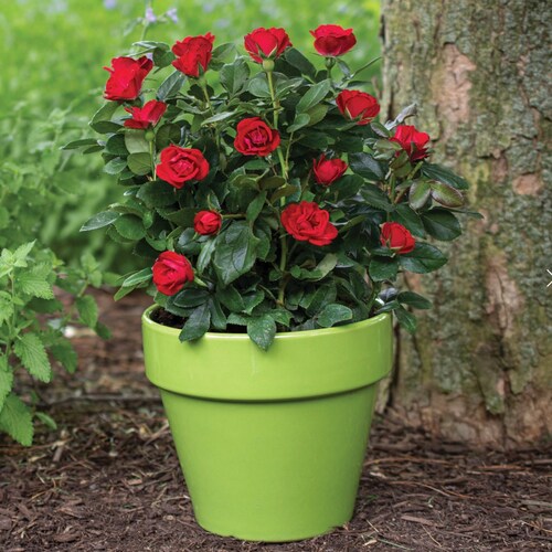 RED Knock Out Rose Disease Resistant Free Shipping for Etsy