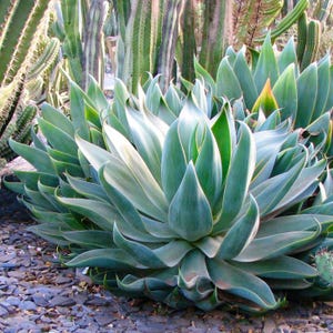 Blue Flame Agave | Agave &#39;Blue Flame&#39;
