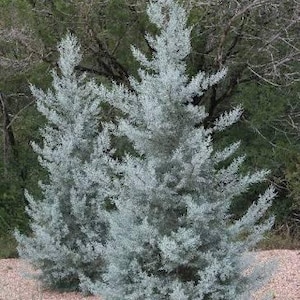 May include: Two upright evergreen trees with dense, silvery-blue foliage. The trees have a conical shape with layered, needle-like branches that taper toward the top. The plants are situated on a bed of small, light-colored gravel stones.