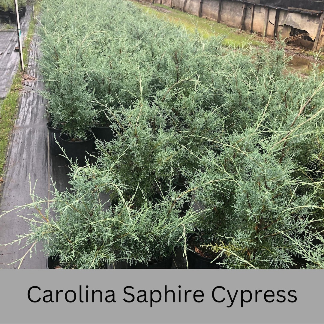 Carolina Sapphire Cypress, Fast Growing Privacy Hedge, 3 Gallon Size ...