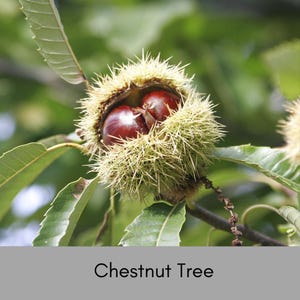 May include: A close-up of a chestnut burr with two chestnuts inside. The burr is covered in prickly spines and is attached to a branch of a chestnut tree.