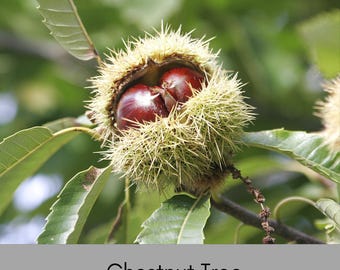 HYBRID CHESTNUT TREES, Fast growing shade tree,  Produces Chestnuts!, Easy to Grow!, Wildlife Friendly, Landscape Tree, Great Garden Gift!