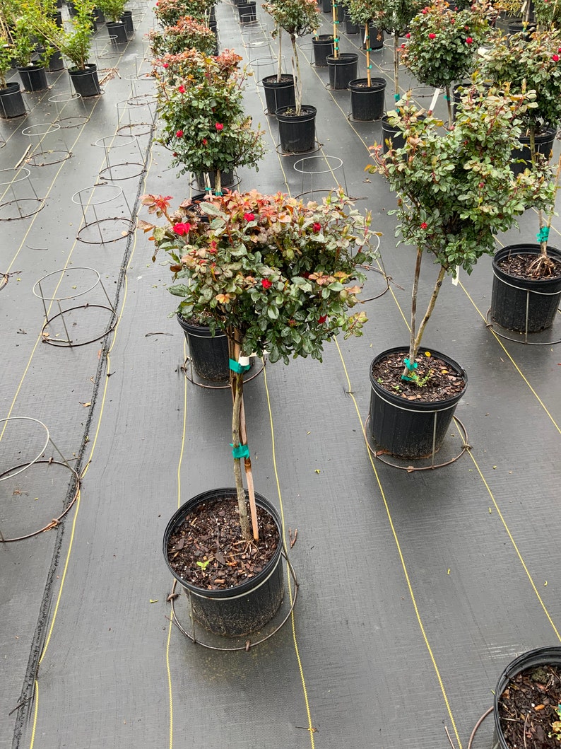 RED Knock Out Rose Disease Resistant Free Shipping for Etsy