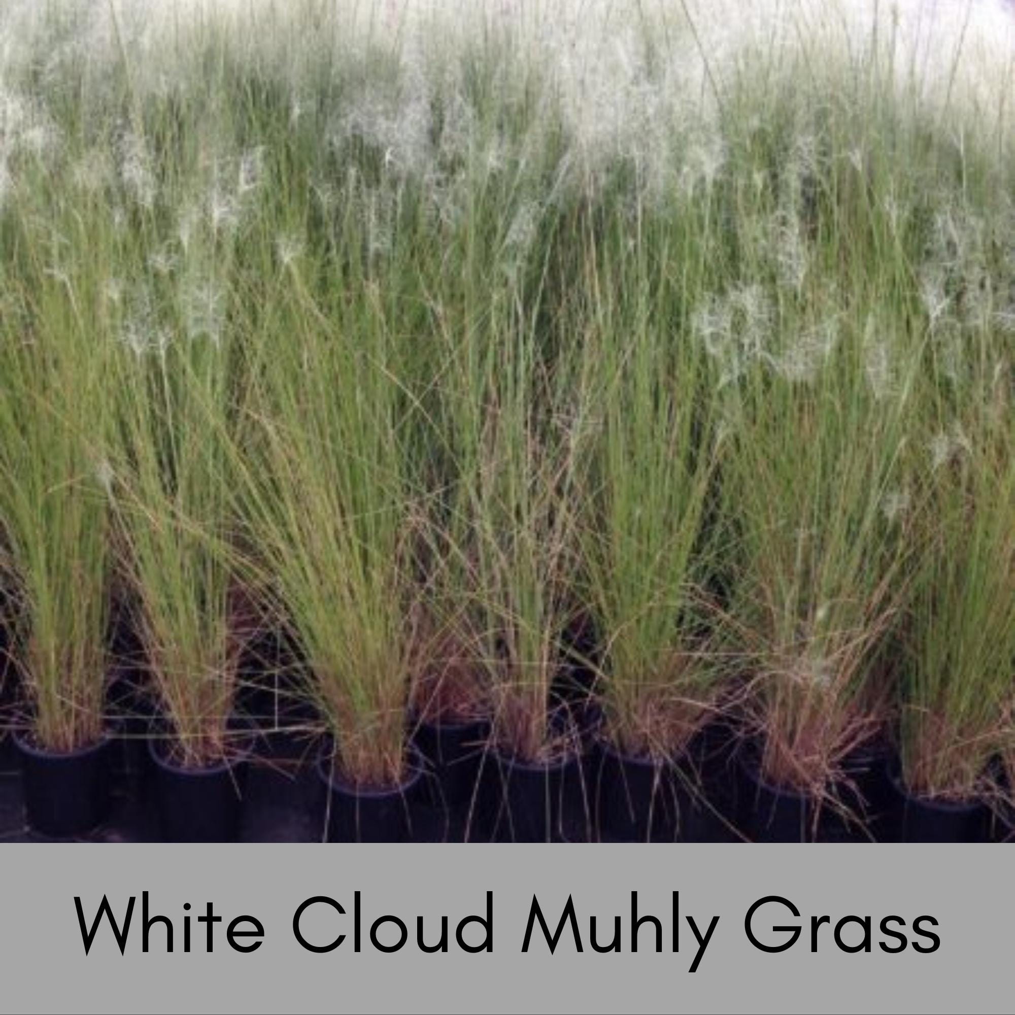 White Cloud Muhly Grass – 1 Quart Container | Elegant Ornamental Grass