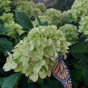 Limelight Hydrangea Paniculata | 3 Sizes to Choose | Free Shipping! afbeelding 1