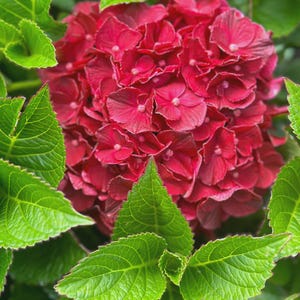 Cherry-Go-Round™ Hydrangea | Compact Reblooming Mophead | Bright Red Blooms | Available in Quart, 1 Gallon, or 3 Gallon Containers