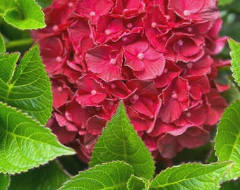 Cherry-Go-Round™ Hydrangea | Compact Reblooming Mophead | Bright Red Blooms | Available in Quart, 1 Gallon, or 3 Gallon Containers