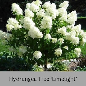 Limelight Hydrangea Tree | Stunning Hardy Flowering Shrub, Large  White Blooms, Live Plant for Garden and Landscape | 3 to 4 Feet Tall