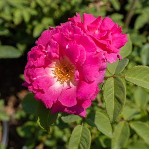 Zéphirine Drouhin&#39; Climbing Rose | Rosa &#39;Zéphirine Drouhin&#39;