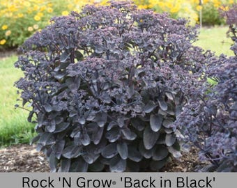 Back in Black Sedum – Dark Foliage Succulent – Quart Size Plant – Drought Tolerant Garden – Easy Care Perennial – Gothic Garden Accent Plant
