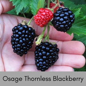 May include: Close-up of a hand holding a cluster of blackberries and a single red raspberry. The blackberries are a deep, glossy black, while the raspberry is bright red. The text "Osage Thornless Blackberry" is at the bottom.