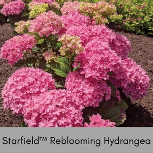 May include: A Starfield Reblooming Hydrangea plant featuring clusters of vibrant pink flowers with some light green buds. The plant has dark green leaves and is growing in dark brown mulch. The text Starfield Reblooming Hydrangea is visible.