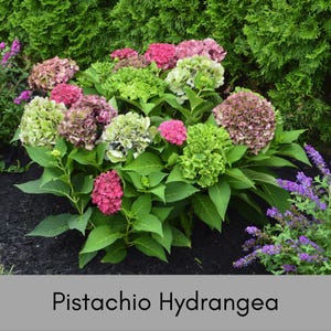 Pistachio Hydrangea &#39;Horwack&#39; | FREE SHIPPING! | Available in 2 Gallon Containers as seen in video!