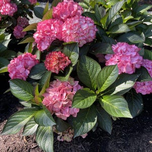 Kimono™ Red Reblooming Hydrangea – Compact, Two-Tone Blooms | Live Plant