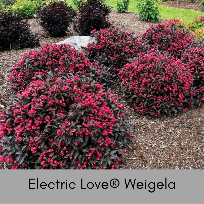 Bloomin' Easy Electric Love Weigela - Thumbnail 3