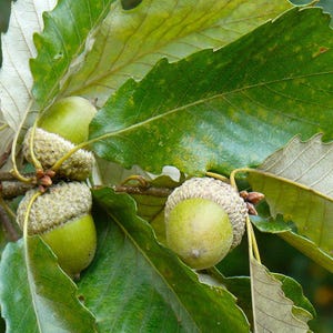 May include: Three green acorns with textured, tan-colored caps attached to a woody stem. The acorns are surrounded by large, serrated, dark green leaves that show lighter, pale green undersides and visible veins throughout the foliage.