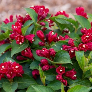 Maroon Swoon® Weigela – Reblooming Deep Red Shrub by Bloomin&#39; Easy® for Pollinator-Friendly Gardens