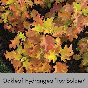 Oakleaf Hydrangea, Great Fall Color, Butterfly Magnet, Pee Gee Hydrangea, trending now flower, plant lover Gift, pretty plant, native plants