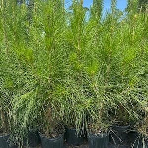 Loblolly Pine Tree (Pinus taeda) – 3 to 4 Feet Tall – Fast-Growing Evergreen for Privacy, Windbreak, or Reforestation