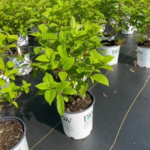 Op de afbeelding: Een rustiek houten bord met de tekst "Welcome to our home" in een handgeschreven stijl. Het bord heeft een verweerde afwerking en een eenvoudig, uitnodigend ontwerp, perfect voor entree decoratie.