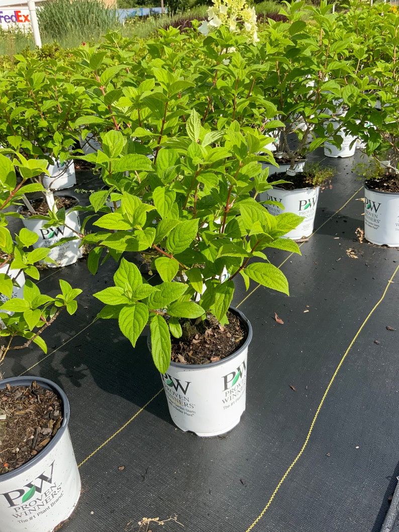 Op de afbeelding: Een rustiek houten bord met de tekst "Welcome to our home" in een handgeschreven stijl. Het bord heeft een verweerde afwerking en een eenvoudig, uitnodigend ontwerp, perfect voor entree decoratie.
