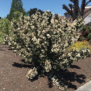 Tuxedo™ Weigela – Elegant White Blooms & Dark Foliage by Bloomin&#39; Easy®