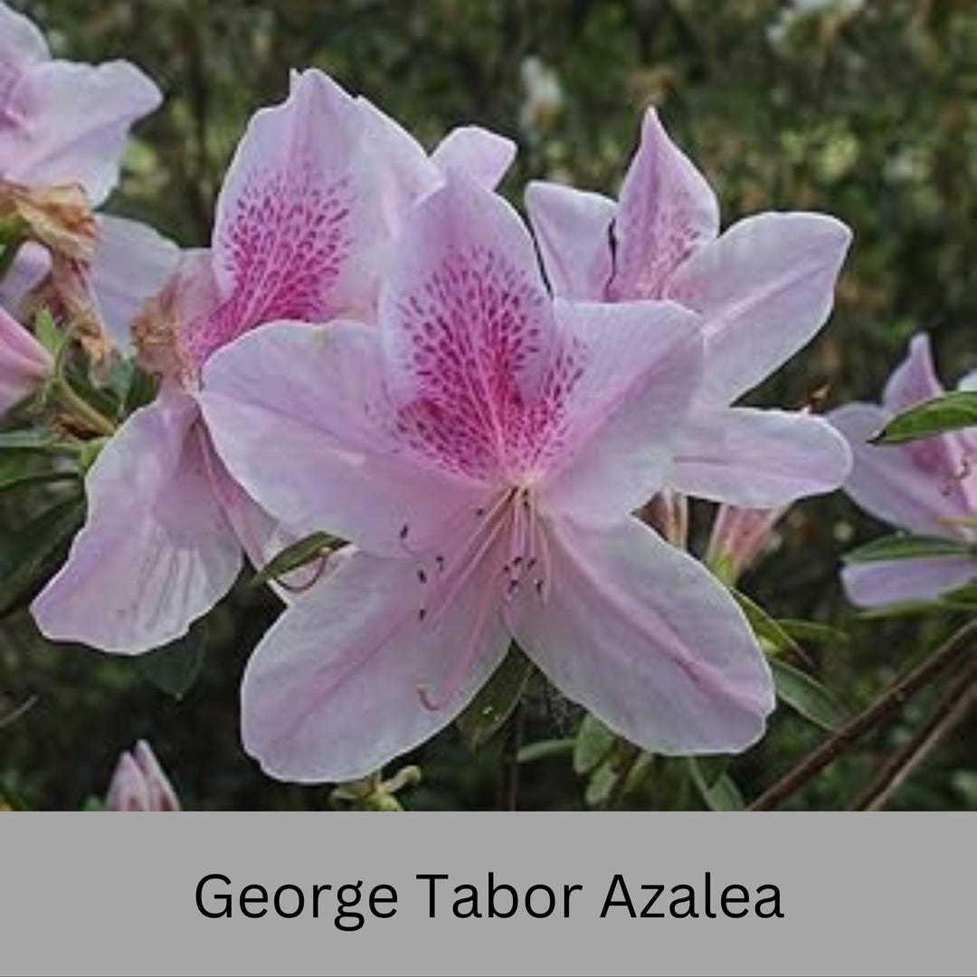 George Tabor Azalea – Pink Southern Indica Azalea Shrub – Evergreen ...