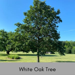 WHITE OAK Tree Seedlings, 12 Inches tall PLUS, Great Shade Tree, Fantastic Fall Color, Great Wildlife Tree, Native Forest Tree
