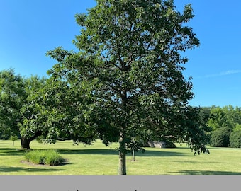 WHITE OAK Tree Seedlings, 16 Inches tall PLUS, Great Shade Tree, Fantastic Fall Color, Great Wildlife Tree, Native Forest Tree