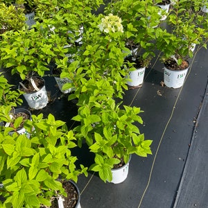 Op de afbeelding: Een verzameling groene planten in potten met weelderig blad. De planten staan in zwarte potten met witte etiketten, op een zwart oppervlak. Sommige planten hebben witte bloemen. De foto is buiten genomen.