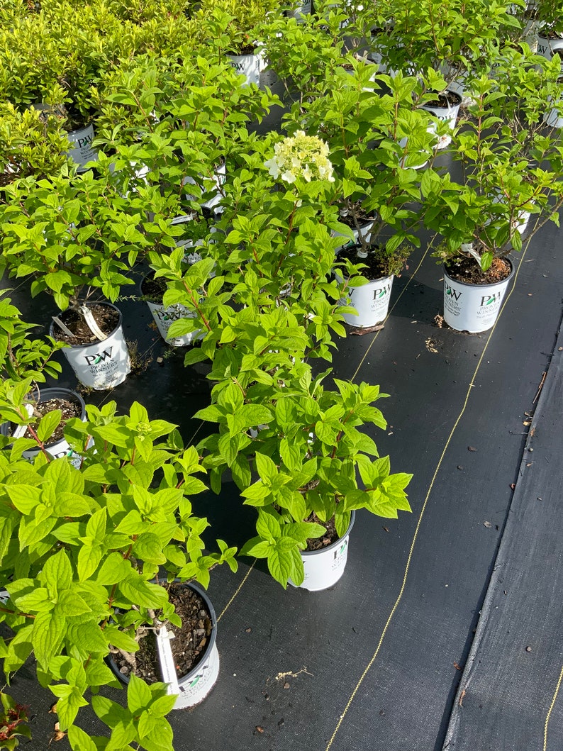 Op de afbeelding: Een verzameling groene planten in potten met weelderig blad. De planten staan in zwarte potten met witte etiketten, op een zwart oppervlak. Sommige planten hebben witte bloemen. De foto is buiten genomen.
