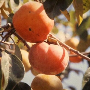 Matsumoto Persimmon Tree | Diospyros kaki | Sweet Non-Astringent Fruit | Asian Persimmon Trees | 3 Tall Trees | Fast and Easy to Grow Fruit