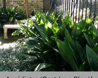 Cast Iron Plant | 1 Gallon Size | Aspidistra elatior | House plant | Easy to Grow Shade Perennial | Evergreen