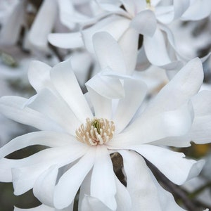 ROYAL STAR MAGNOLIA - 1 Gallon Size Tree - Free Shipping!