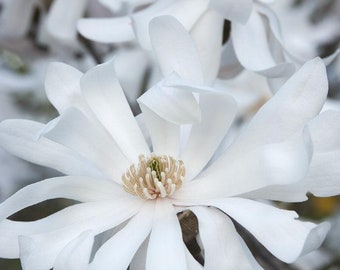 ROYAL STAR MAGNOLIA - 1 Gallon Size Tree - Free Shipping!