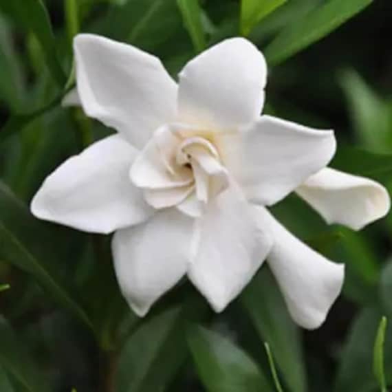 Fragrant GARDENIA 'FROST PROOF' - Free Shipping - Starter Plants - 4 Plants per Order!  - Dwarf Live Plants - Easy to Grow Evergreen Shrubs