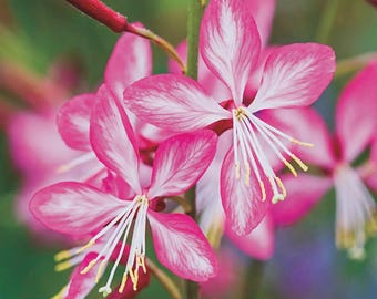 Gaura 'Rosy Jane' | Gaura lindheimeri 'Harrosy' Rosyjane
