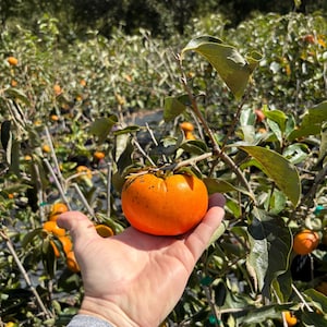 FUYU PERSIMMON | Free Shipping on all Grafted persimmon | Asian Fruit tree that is self pollinating, dried fruits, Buy 4 to a box and SAVE!! image 6