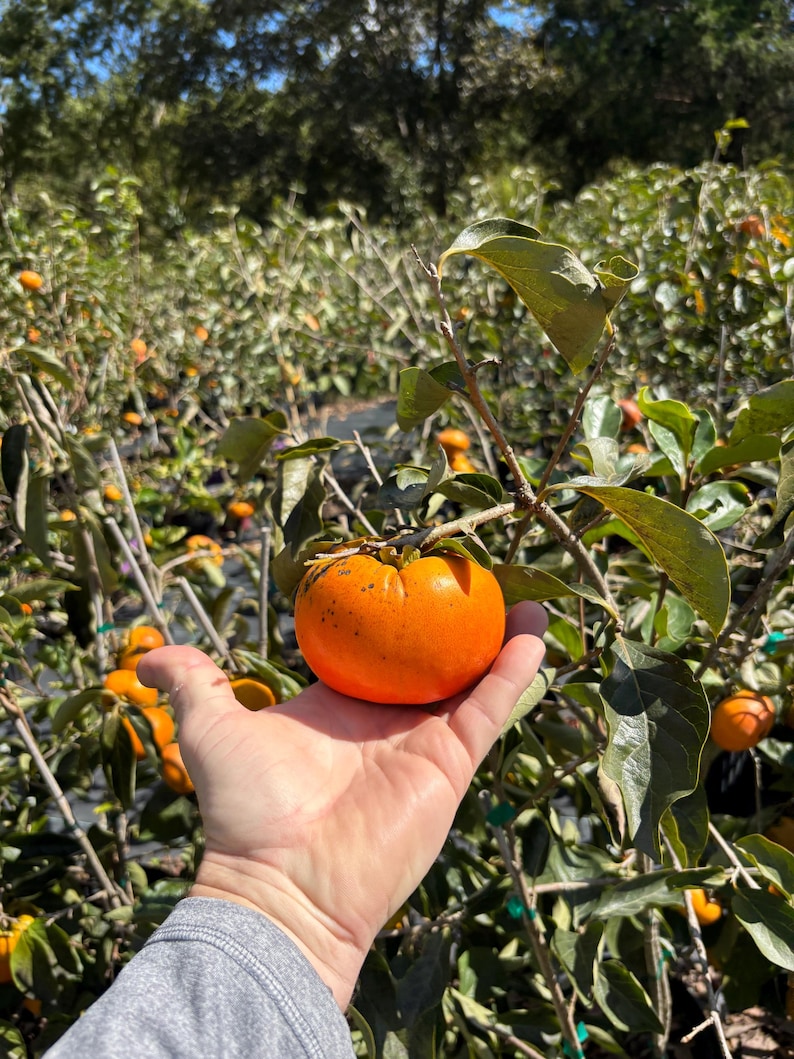 FUYU PERSIMMON | Free Shipping on all Grafted persimmon | Asian Fruit tree that is self pollinating, dried fruits, Buy 4 to a box and SAVE!! image 6