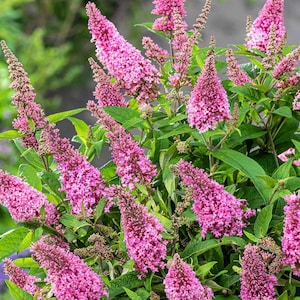 Li&#39;l Taffy™ Butterfly Bush – Butterfly Candy Collection
