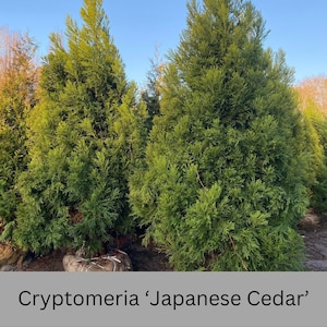 CRYPTOMERIA &#39;Japanese Cedar&#39; | Screen  Privacy Hedge Plant | Four Plants in Every Order | Starter Trees | Evergreen Trees | Christmas Trees