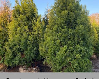 CRYPTOMERIA 'Japanese Cedar' | Screen  Privacy Hedge Plant | Four Plants in Every Order | Starter Trees | Evergreen Trees | Christmas Trees