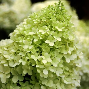 Op de afbeelding: Close-up van een hortensia bloemhoofd met kleine, lichtgroene bloemblaadjes. De bloem staat in volle bloei, met een dichte tros van kleine bloesems. De algemene kleur is een zacht, lichtgroen, met een vleugje geel.