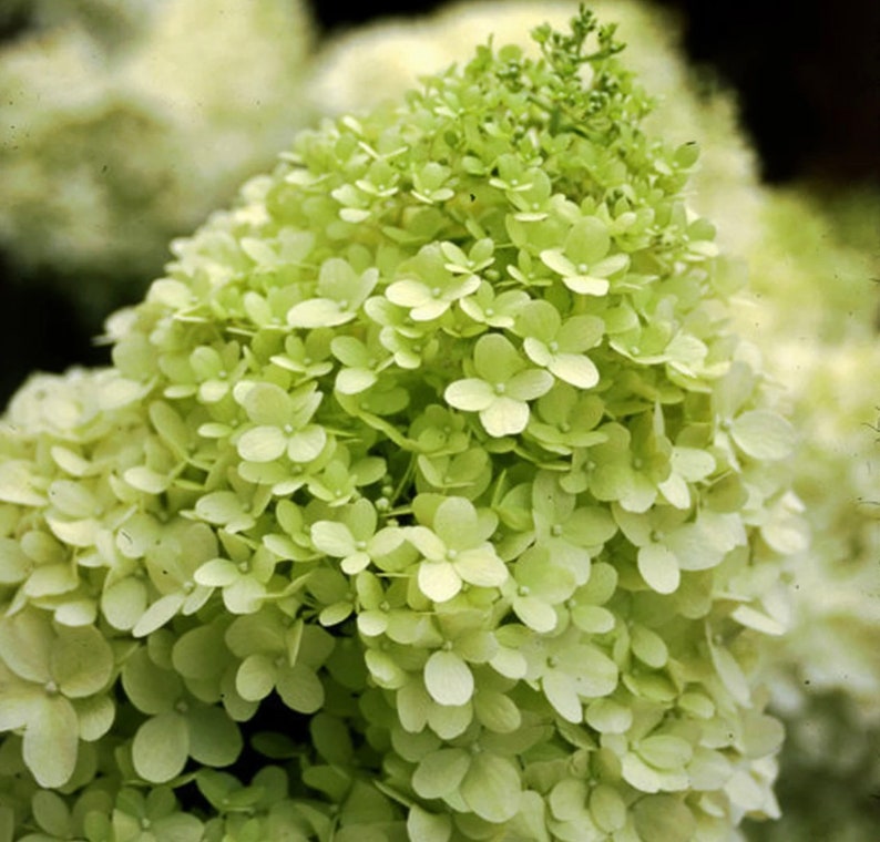 Op de afbeelding: Close-up van een hortensia bloemhoofd met kleine, lichtgroene bloemblaadjes. De bloem staat in volle bloei, met een dichte tros van kleine bloesems. De algemene kleur is een zacht, lichtgroen, met een vleugje geel.