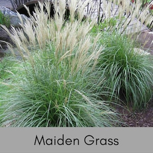 MAIDEN GRASS, Miscanthus, 1 Quart Size Container, Sun Loving Ornamental Grass, White Plumes, Perennial, Drought Tolerant, Deer Resistant