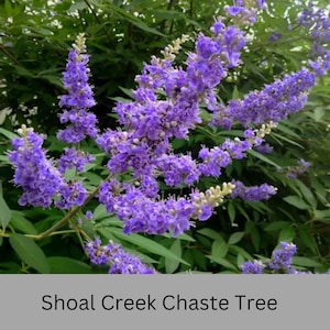 May include: A close-up of a purple flowering plant with green leaves. The plant is called a Shoal Creek Chaste Tree.