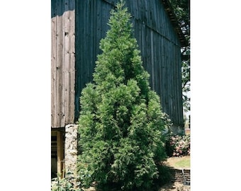 CRYPTOMERIA 'Radican' -  GREAT SCREEN! - 4 plants with each order!